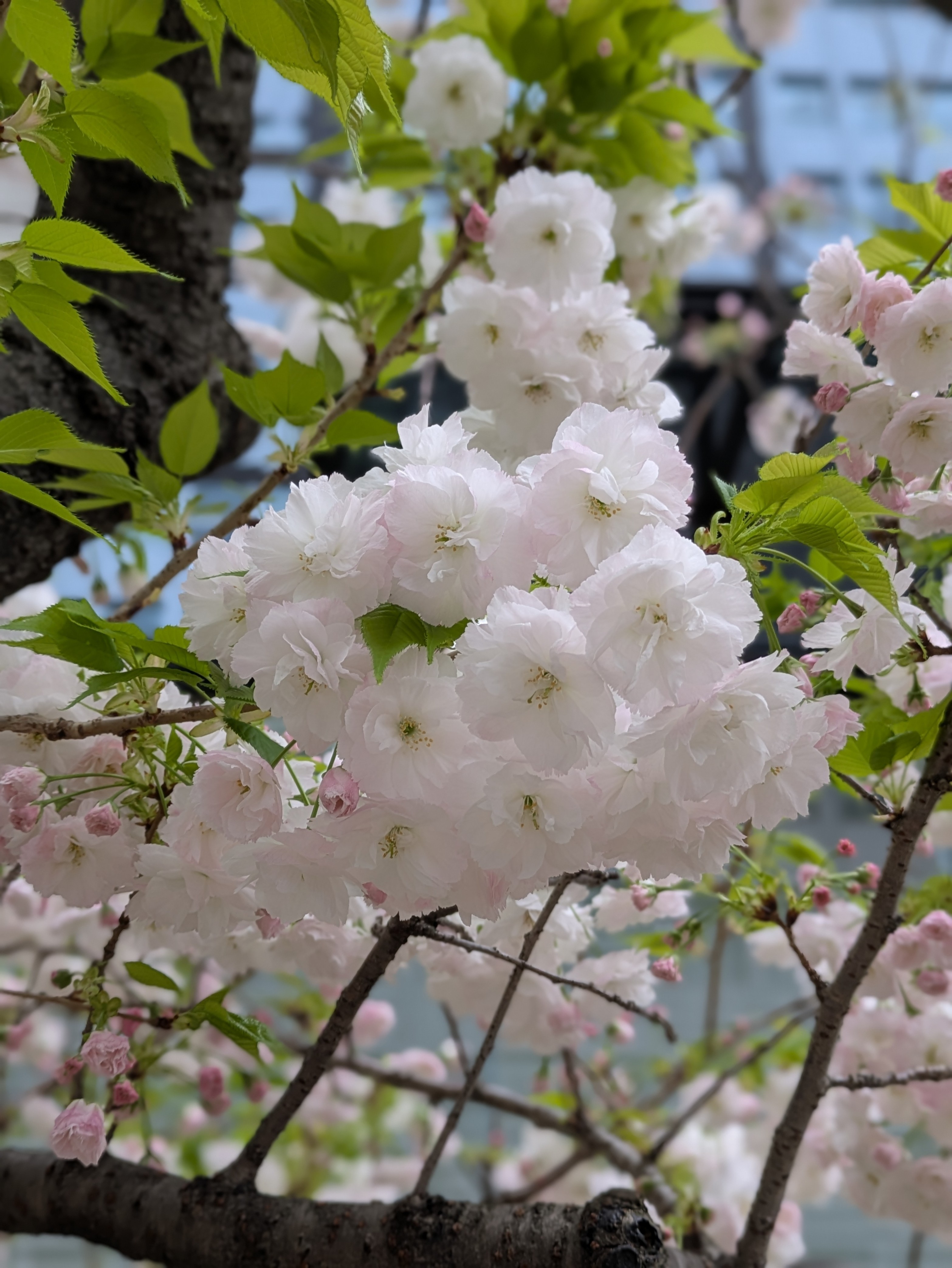 1000003623.jpg_resize
